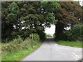 Tree arch east of the junction of Cranny Road and Lough Road, Mullaghbawn 