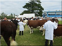 NT1472 : Team beef breed judging, Highland Show by Richard Webb