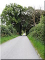 The tree-arch on Cranny Road viewed from the east