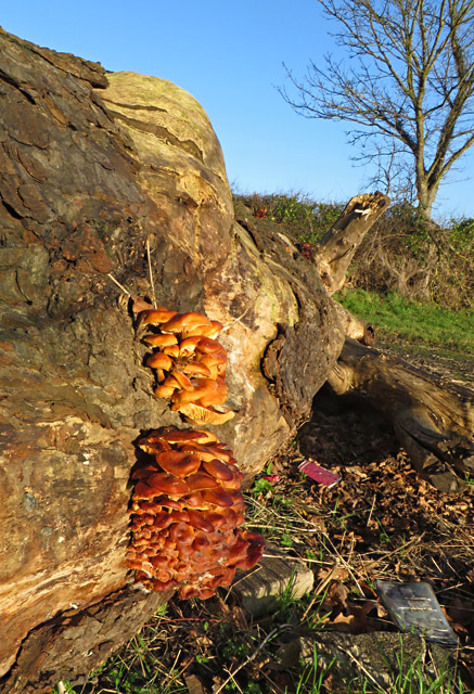 Fungus on Log, North Ferriby