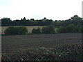 Farmland south of White Lane