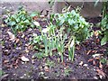 Snowdrops 8th Jan 2012