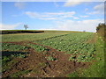 Field of oilseed rape