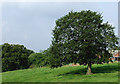 Pasture near Hurdsfield by  Macclesfield, Cheshire