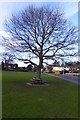 Tree on Esher Green