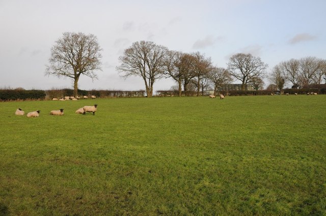 Sheep in a field at Fairfield