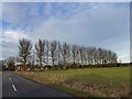 What look like poplars alongside South Road North Somercotes