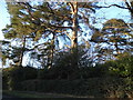 Trees by Bishopsgate Road, Englefield Green