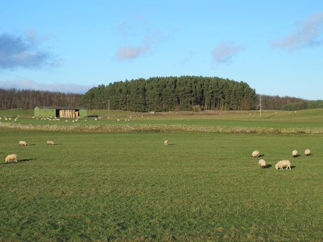 Farmland and plantation south of Brecken Hills