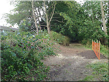 SP2965 : Riverside Walk behind Mercia Way, Warwick, after the fallen poplars were removed by Robin Stott