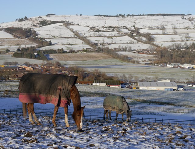 Horses in the snow, by Knockbain