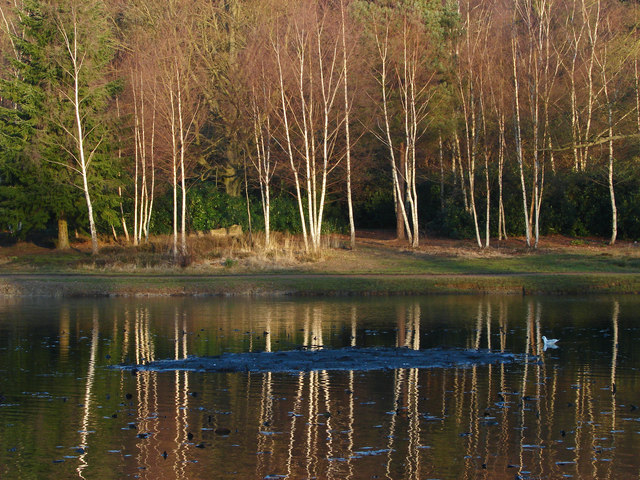 The Cow Pond