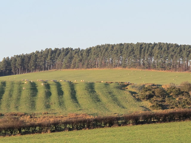 Farmland north of Great Swinburne
