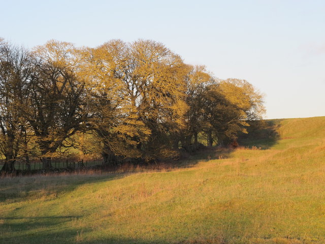 Trees on field boundary near Great Swinburne