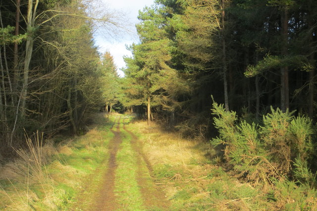 Tentsmuir Forest, Fife - area information, map, walks and more