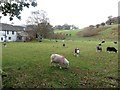 NY4219 : Sheep grazing at Bridge End by Graham Robson