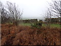 Bracken and gorse by the unfenced road