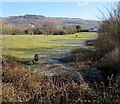 Horses in a field on the south bank of the Afon Cynon, Aberdare