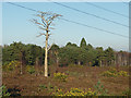 The silver tree, Pirbright Range