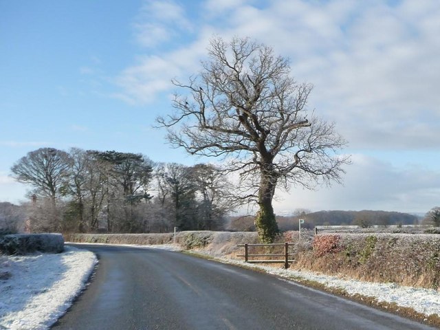 Roadside tree, west side, Chapel Lane