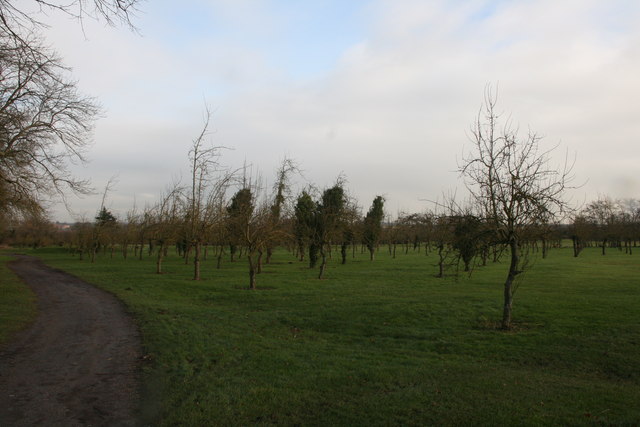 The Bramley orchard in Norwood Park