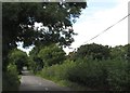 Tree arch over Killough Road just north-west of Bright