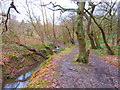 Stream in Bradley Gate Wood