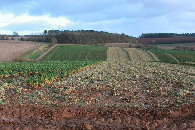 Harvesting Brussels sprouts in January 2015