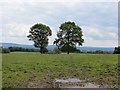 Field, Pentre-Jack