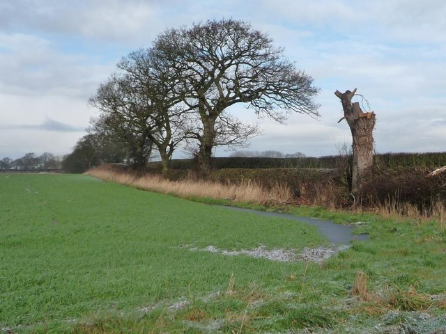 Broken tree on Mill Lane