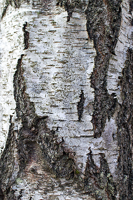 Birch tree, detail view © William Starkey cc-by-sa/2.0 :: Geograph ...