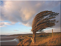 SD4573 : Wind-sculpted yew tree, Silverdale shore by Karl and Ali
