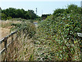 Overgrown footway from Denham Roundabout to Willetts Lane