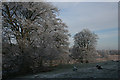 Frosted Trees