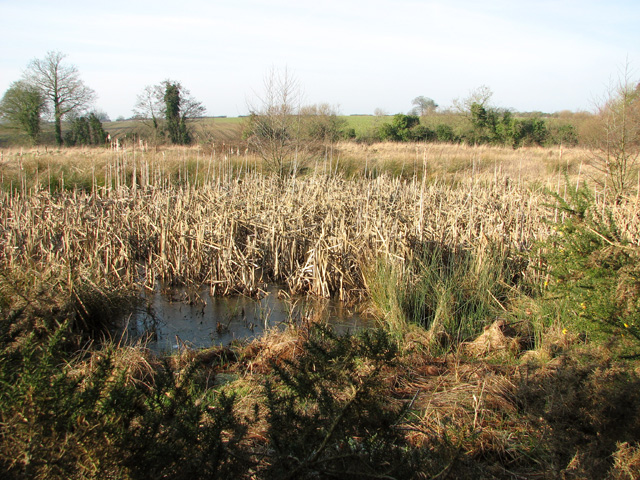 Reeds and rushes