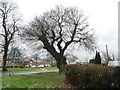 Regrown old tree, Capenhurst Lane, Capenhurst