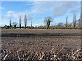 Winter fields north of Brewood