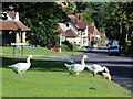 Sedlescombe Geese