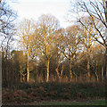 Trees in Hadleigh Great Wood (Belfairs Nature Reserve)