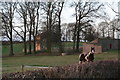 Horse at Horse Pasture Farm, Hainton