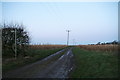 Through the maize to Hainton Walk Farm