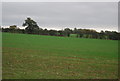 Field, Wood Barn Farm