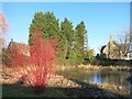 Red Bush by the Pond