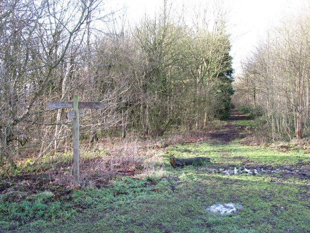 Path junction, Hollin Hill Plantation