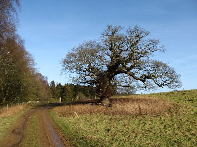 Old oak by the track
