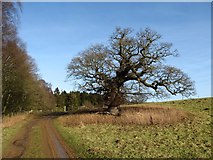 SE6773 : Old oak by the track by Gordon Hatton