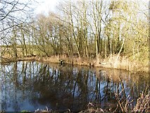 SE6773 : Pond at Hollin Hill Bogs by Gordon Hatton