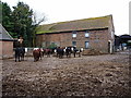 SJ6014 : Cattle in the yard at Marsh Green Farm by Richard Law
