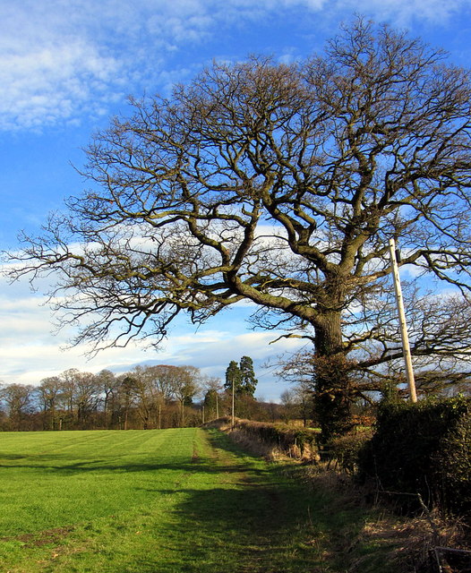 Hedgerow oak tree in winter