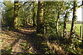 Path going east on southern edge of Goathouse Copse